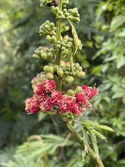 Calliandra houstoniana calothyrsus