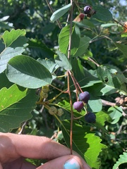 Amelanchier canadensis