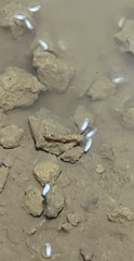 Gyrinophilus porphyriticus