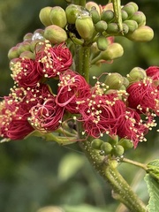 Calliandra houstoniana calothyrsus