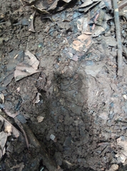 Tapirus terrestris