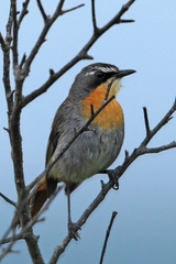 Cossypha caffra caffra