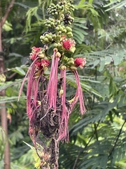 Calliandra houstoniana calothyrsus