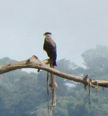 Caracara plancus plancus