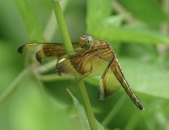 Neurothemis manadensis