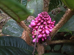 Miconia platyphylla