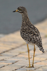 Burhinus capensis capensis