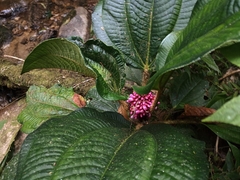 Miconia platyphylla