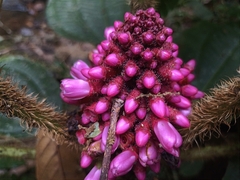 Miconia platyphylla