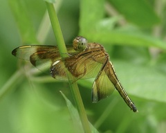 Neurothemis manadensis