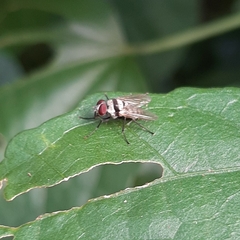 Anthomyia illocata