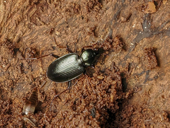Agonum placidum