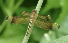Neurothemis manadensis