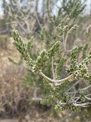 Mortonia scabrella