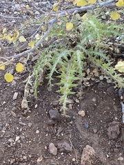 Cirsium arizonicum