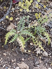 Cirsium arizonicum