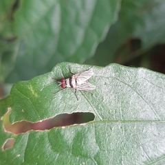 Anthomyia illocata