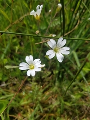 Cerastium arvense