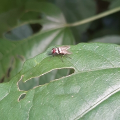 Anthomyia illocata