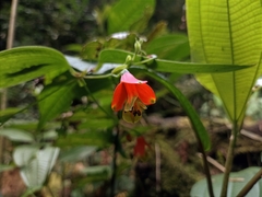 Bomarea edulis