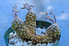 Anacampseros filamentosa