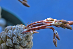 Anacampseros filamentosa