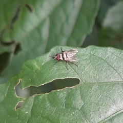 Anthomyia illocata