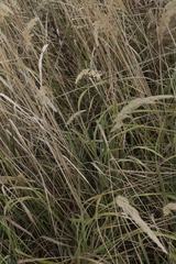 Calamagrostis epigejos