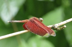 Neurothemis manadensis