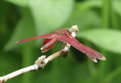 Neurothemis manadensis