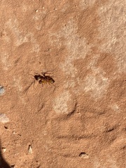 Camponotus sansabeanus