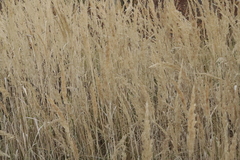 Calamagrostis epigejos