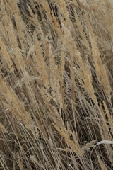 Calamagrostis epigejos