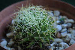 Mammillaria decipiens