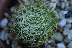Mammillaria decipiens