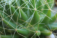 Mammillaria decipiens