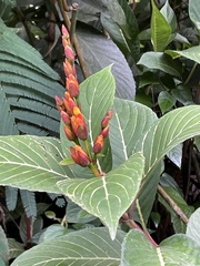 Sanchezia parvibracteata