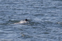Dermochelys coriacea