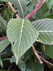 Sanchezia parvibracteata