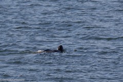 Dermochelys coriacea