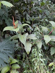 Sanchezia parvibracteata
