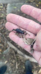 Alobates pensylvanicus