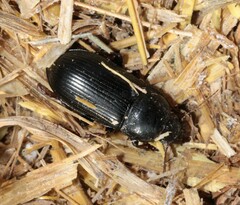 Zabrus tenebrioides