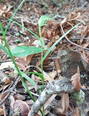 Pterostylis agathicola