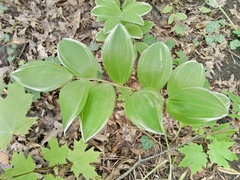 Polygonatum odoratum pluriflorum