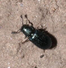 Necrobia violacea