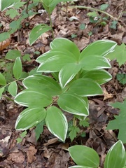 Polygonatum odoratum pluriflorum