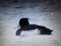 Aythya fuligula