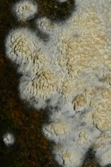 Basidioradulum radula