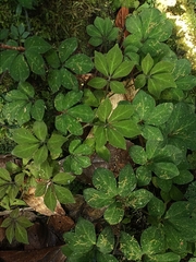 Tetrastigma obtectum